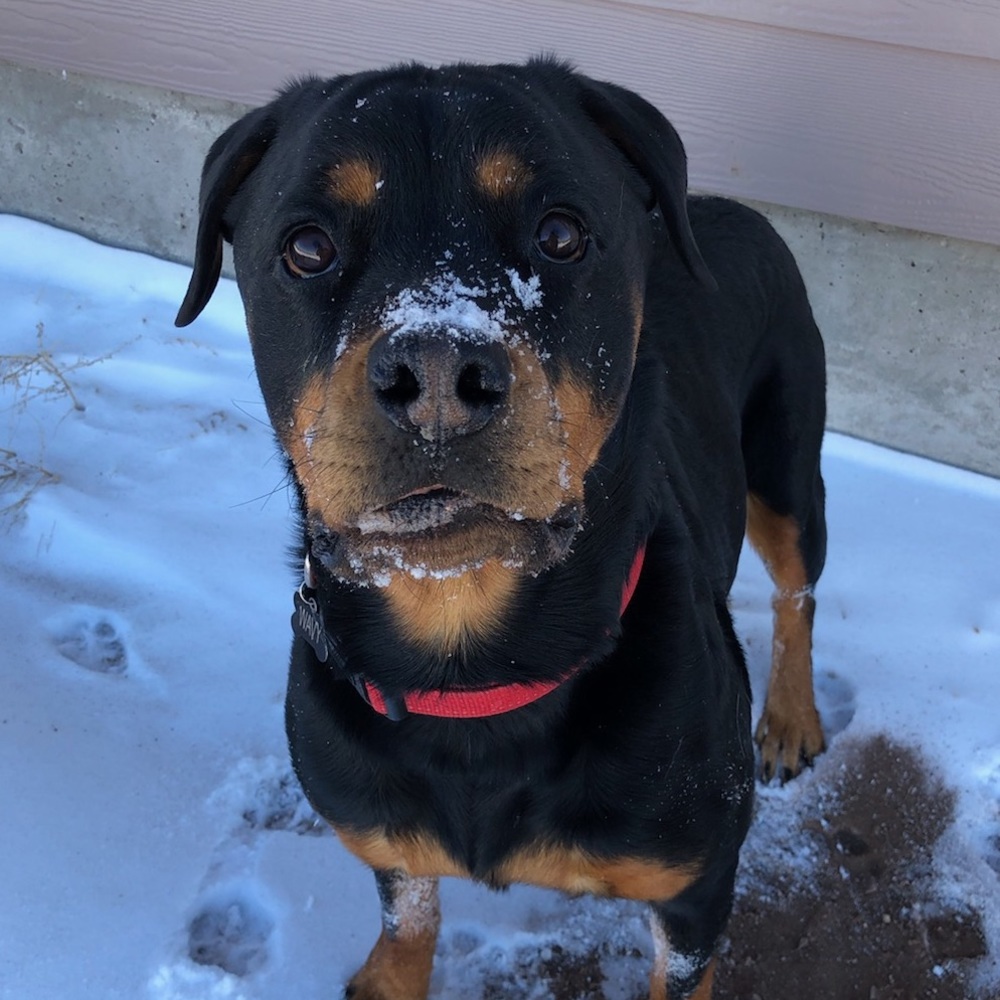 Meet your Posher, Jayden